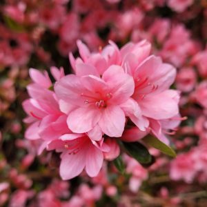 Pink azalea blooms